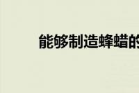 能够制造蜂蜡的是哪种类型的蜜蜂