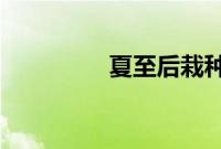 夏至后栽种红薯不结红薯