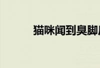 猫咪闻到臭脚后为什么会张开嘴