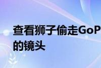 查看狮子偷走GoPro时拍摄的令人难以置信的镜头