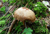 蘑菇中的蕈碱如何产生性