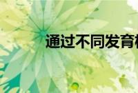 通过不同发育机制进化恐龙体型