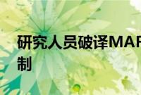 研究人员破译MAF蛋白促进乳腺癌转移的机制
