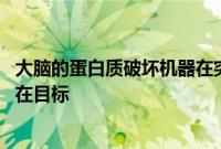大脑的蛋白质破坏机器在突触上学习新技巧 神经学治疗的潜在目标